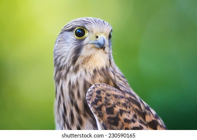 Kestrel Close up