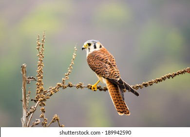 kestrel colorful flying - Powered by Shutterstock