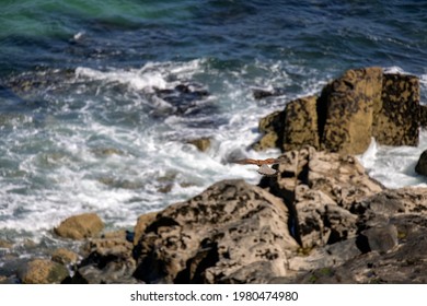 Kestrel (Falco tinnunculus) hovering over cliffs at Porthgwidden looking for prey - Powered by Shutterstock