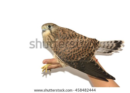 Similar – A young kestrel in the hands of its surrogate mother shortly after feeding