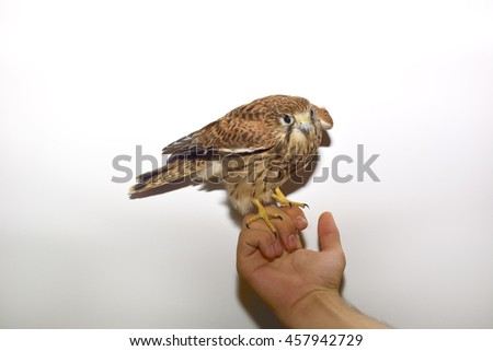 A young kestrel in the hands of its surrogate mother shortly after feeding