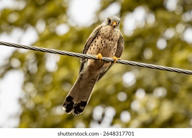 Kestrel (Falco tinnunculus) Perched on a Wire – Close-Up View