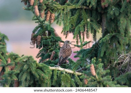 Kestrel (Falco tinnunculus) perched on a branch, attentively observing the surroundings