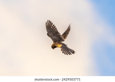 Kestrel in flight hovering while searching for food.