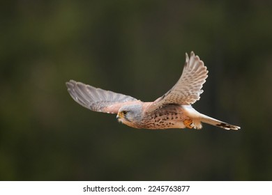Kestrel in flight in its natural habitat. - Shutterstock ID 2245763877