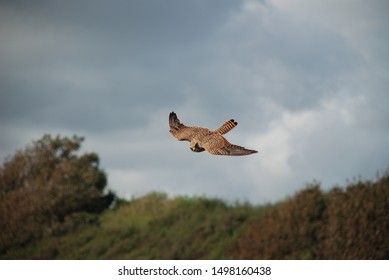 Kestrel Hawk Diving To Attack