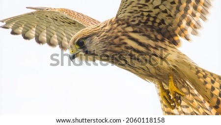 Kestrel hovering at Cape Cornwall