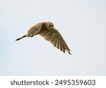 A Kestrel hovers whilst looking for prey. British bird of prey. 