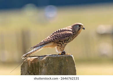 A kestrel perched on a granite post, the kestrel is wearing jesses and a tracker. A close up side view of the bird which is facing to the right, with a bokeh background.
