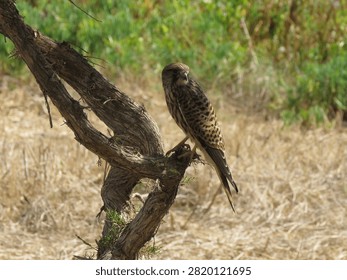 Kestrel perched on tree in side pose facing right with dry grass