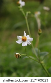Ketul or Ajeran (Bidens pilosa) is a type of plant belonging to the Asteraceae tribe. This herb is generally found wild as a weed on roadsides, in yard gardens, on plantations, or on abandoned lands.