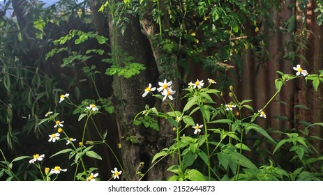Ketul or Bidens pilosa plant with white flowers.