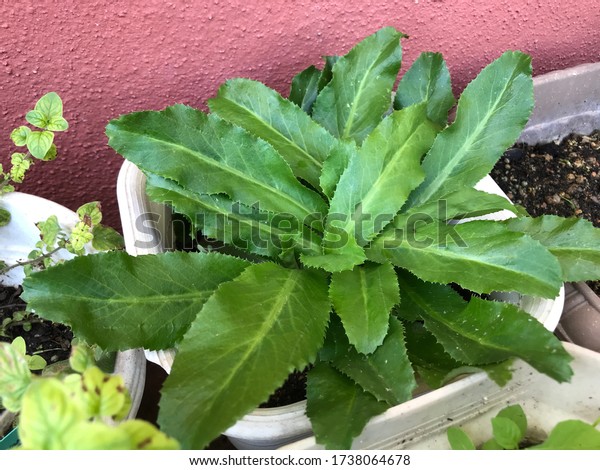 Foto Stok Ketumbar Jawa Type Herbs That Have Edit Sekarang 1738064678