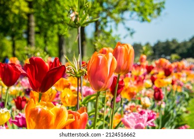 Keukenhof Flowers Festival In Holland