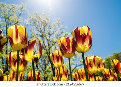 Keukenhof Flowers Festival In Holland