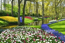 Keukenhof Gärten Blühende Frühlingsblumen Am Teich. Farbige Tulpen Und Blaue Muscari-Blumen. Schöne Ziergartenlandschaft In Lisse, Niederlande.