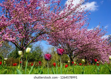 Kew Gardens, London, UK. Spring Blossoms And Tulips