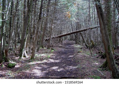 Keweenaw County, Michigan ATV Trail Through Cedar Swamp