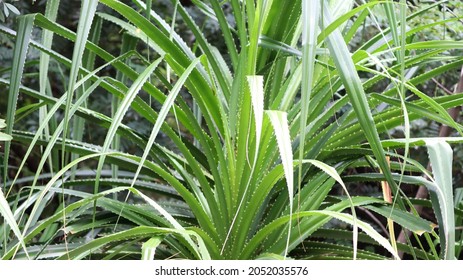 Kewra(Pandanus) Flower(Thazhampoo) It Is Greenry Natural