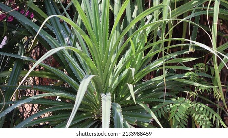 Kewra(Pandanus) Flower(Thazhampoo) It Is Greenry Natural