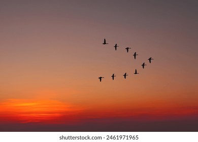 the key of the birds in the sky. Migratory birds flying in the shape of v on the cloudy sunset sky. Sky and clouds with effect of pastel colored. - Powered by Shutterstock