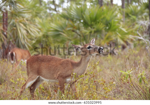 Key Deer grazing at National Key Deer Refuge Big
Pine Key, Key West Florida