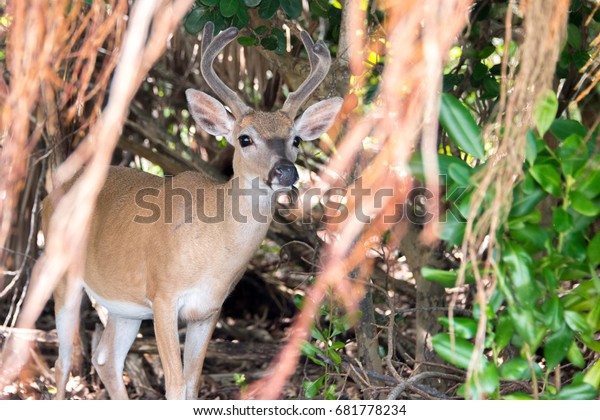 Key Deer with\
Shortleaf Fig\
An endangered Key deer, the smallest of the\
whitetail family, grazes for berries under a shortleaf fig tree, a\
close cousin to the strangler fig.\

