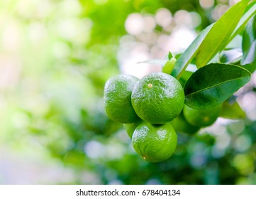 Key Lime, Lamon Lime Or Mexican Lime On Tree, One Of Main Ingredient Of Thai Food 