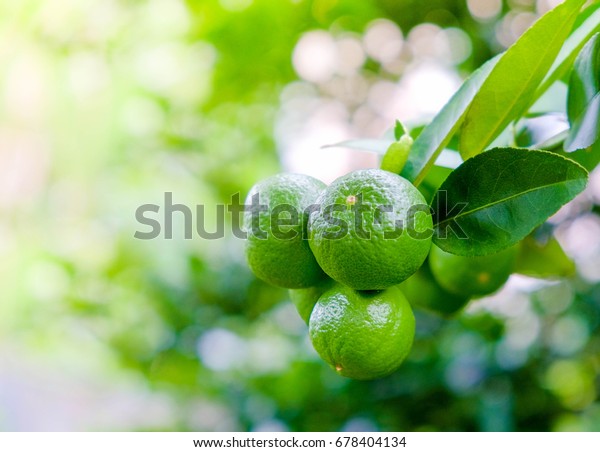 Key lime, Lamon lime or Mexican lime on tree,\
one of main ingredient of thai food\
