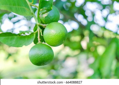 Key Lime Or Mexican Lime On Tree,one Of Main Ingredient Of Thai Food 