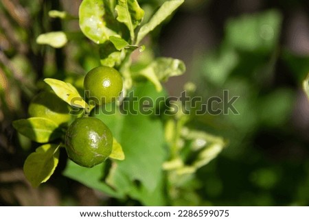 Key Lime Tree with room for text