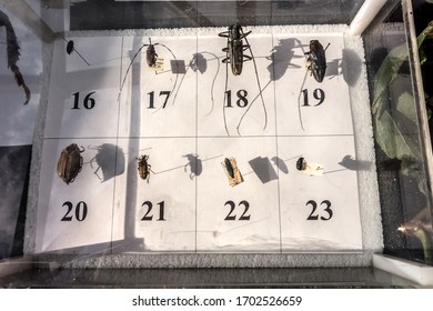 Key To Pests Of Coniferous And Deciduous Forests. Detail Of The Collection Of Bark Beetles And Other Insects Harmful To Trees. Typograph Bark Beetle