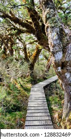 Key Summit, Routeburn Track, Milford National Park, New Zealand, South Island, NZ