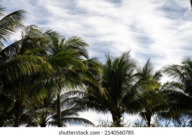 Key West, Florida, March 29 2022: Key West. Florida keys Trees. Palm trees. Blue sky. Miami Beach, Florida. Blue sky over palms. Nature photography.  
