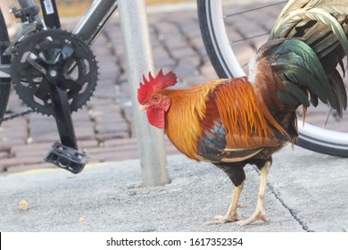 Key West Rooster By Bike Pedal 