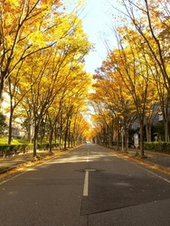 Keyaki-dori Street Scene In The Morning With A Bus Stop In Late Autumn(Keyaki-dori Is Name Of Street)