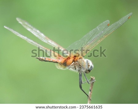 A keyhole glider dragonfly (Tramea basilaris) perching on a twig