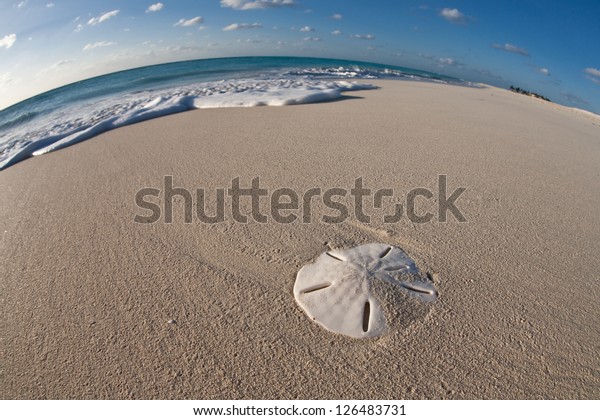 A Keyhole sand dollar (Mellita sp.)\
lays on a gorgeous beach in the Caribbean.  Sand dollars are common\
echinoderms found throughout the Caribbean\
Sea.