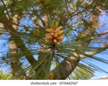 Keysville, Virginia, USA, May 19, 2021: A Cluster Of Male Cones Are See In A Pine Tree.