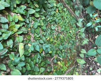 Keywords: showing dense coverage of small, heart-shaped green ficus pumila leaves and vines tightly adhering to a rough, textured wall surface creating a rich organic tapestry of natural...