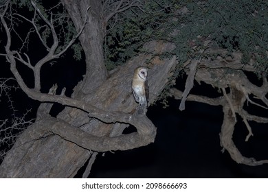 Kgalagadi Transfrontier National Park,  South Africa: Barn Owl Nossob Waterhole