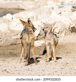 Kgalagadi Transfrontier National Park,  South Africa: Jackals Greeting