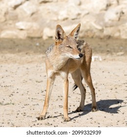 Kgalagadi Transfrontier National Park,  South Africa: Jackal