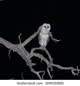 Kgalagadi Transfrontier National Park,  South Africa: Barn Owl Nossob Waterhole