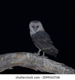 Kgalagadi Transfrontier National Park,  South Africa: Barn Owl Nossob Waterhole