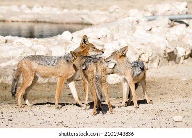 Kgalagadi Transfrontier National Park,  South Africa: Jackals Greeting