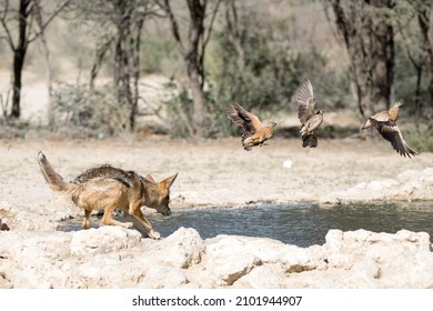 Kgalagadi Transfrontier National Park,  South Africa: Jackal Hunting Sandgrouse