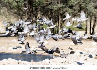 Kgalagadi Transfrontier National Park, South Africa:  Doves At Cubitje Quap