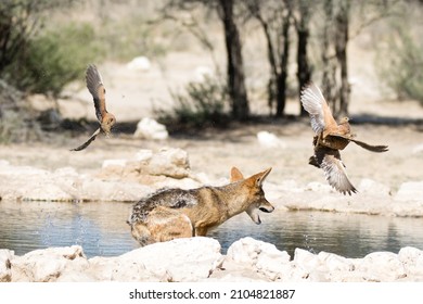 Kgalagadi Transfrontier National Park,  South Africa: Jackals Hunting