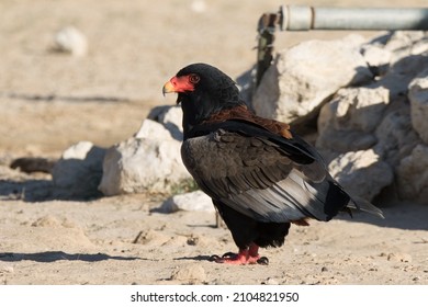 Kgalagadi Transfrontier National Park,  South Africa: Bateleur Eagle